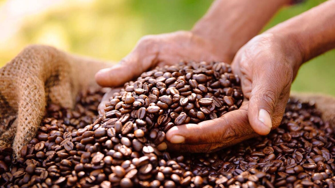 Coffee tour in Arusha