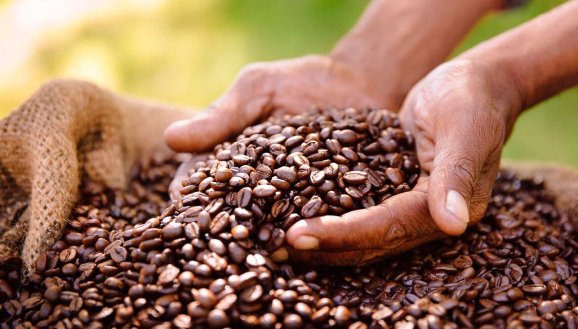 Coffee tour in Arusha