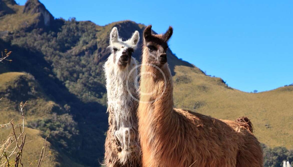 How to Travel to Arusha